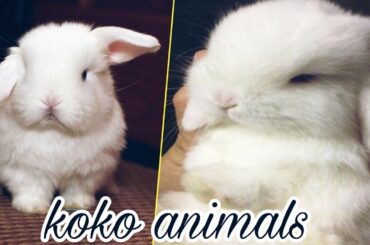 Baby bunny - Cutest baby bunny ever 27 || koko animals