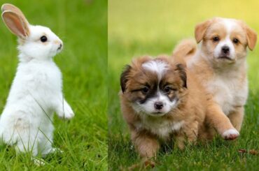 Cute Baby Animals । The cutest animals can only be Bunnys and kittens ।  animals world