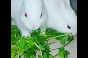 My cute bunny