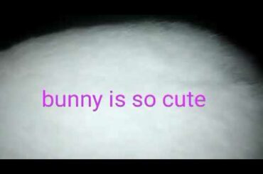 cute  bunny love me sooo much cute | my pets information
