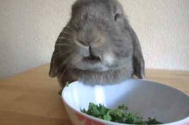Rabbit Eating Kale Quickly