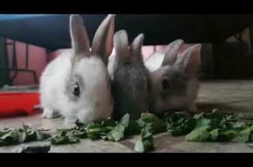 Our cute Bunny's eating food 🐰🐰🐰