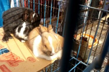 Rabbit Price Local Market???
