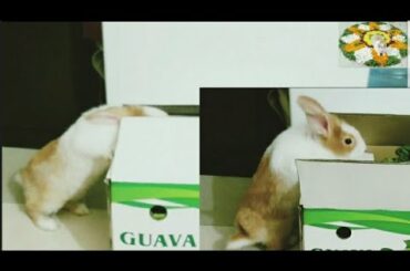 Lettuce box unboxing by Cute Bunny Rabbit🐰| Unboxing 🎁