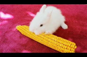 Funny and Cute Baby Bunny Rabbit Videos 🐰 Baby Animal Video Compilation 2020 😍