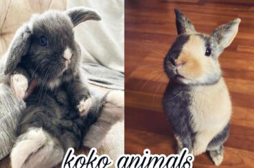 Baby bunny - Cutest baby bunny ever 27 || koko animals