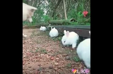 CUTE rabbit
