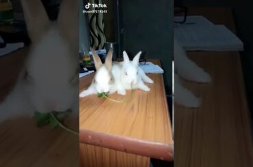 Cute rabbit video #Beautiful Rabbit couple