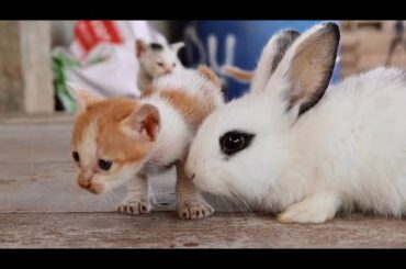 Baby Cat and Baby Rabbit make Friends
