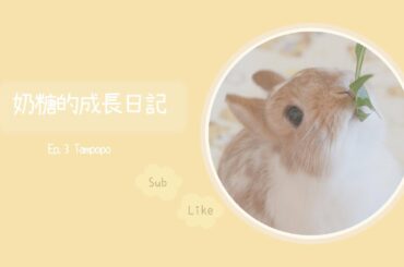 【Toffee's Story】Cute bunny loves tanpopo