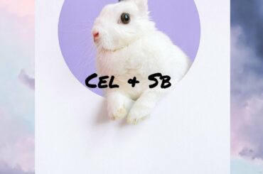 Rabbit  #CuteRabbit ♥️ #BabyRabbit♥️