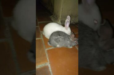 Cute rabbit tamilnadu