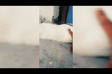 white rabbit |cute rabbit in my home 🇳🇵🙏