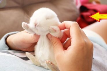 Cutest Baby Bunny Rabbit Compilation | funny Rabbits Moments | Rabbit Babies Newborn to 20 Days