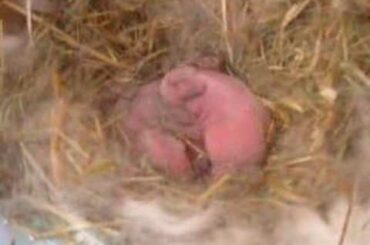 baby rabbits new born