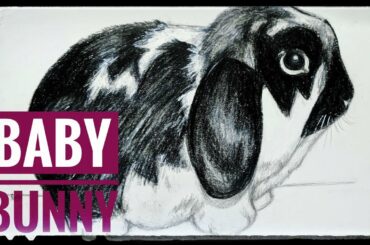 Drawing a Baby Bunny!