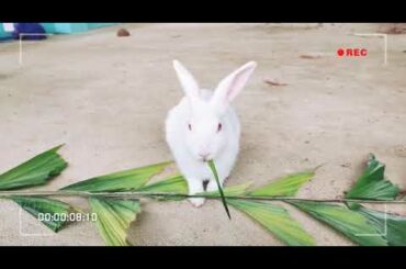 Cute rabbit eating leaves