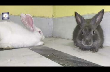 cutie pai baby bunny rabbits video