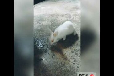 Baby Rabbit playing