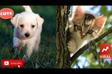 Baby cats and dogs - Cute and Funny Dog  & cat Videos Compilation #3