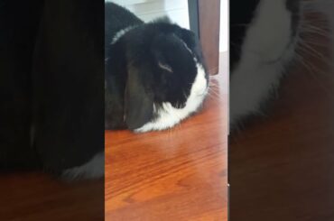 Cute Bunny Gets Comfortable in His New Hiding Spot