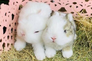 Funny and Cute Baby Rabbit Videos 🐇 Baby Animal Video Compilation 2020 vol 4