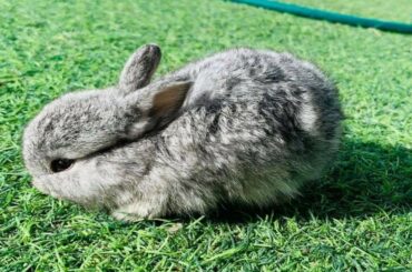 Funny and Cute Baby Rabbit Videos 🐇 Baby Animal Video Compilation 2020 vol 5