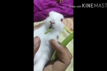 CUTE RABBIT /(part - 2)