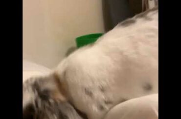 The cutest bunny compilation