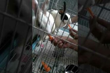 Piyara khargosh | Rabbit cute baby | Rabbit eating carret gazar