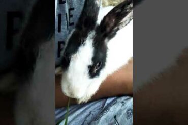 Cute rabbit video
