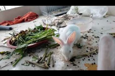 Cute Rabbit /সুন্দরী খরগোশ