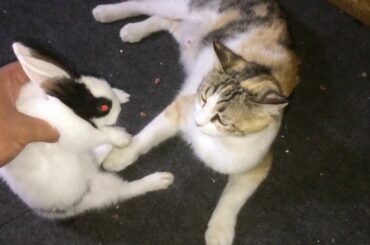 Mother Street Cats and Bunny encounter 😱 sting cat and rabbit🐱🐰
