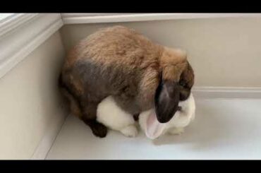 Silly rabbits