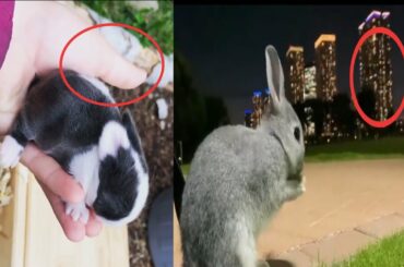 Cute rabbits eating complication😍| A small BunnY handling in one Hand | such a wow movement😘