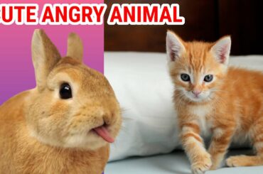 Discovery Animal Angry | Funny baby animal Rabbit | Part-24 । Animals world