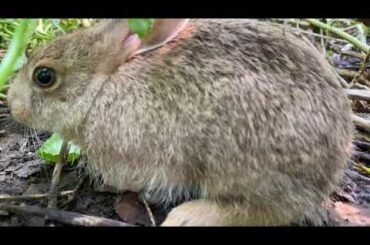 Black naped hare or indian forest rabbit 🐇 or hare #rabbite #cute#hare#indianhare