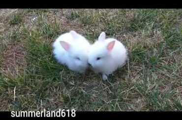 Cute little rabbits
