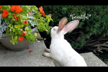 Cute Rabbit sniffs flowers