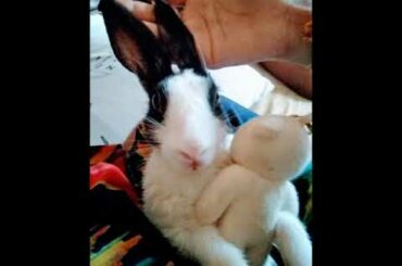 my cute baby bunny holding her stuff toy
