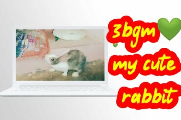 3 bgm moonu💕Tamil love bgm🥰Cute bunny funny 🥰 cute rabbits ❣️ Animals funny videos 🥰 WhatsApp status