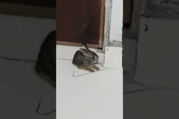 Cute little baby  bunny (Rabbit)
