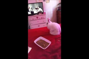 Cute bunny