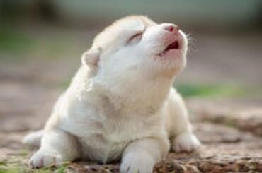 💗Omg! So Cute Pets ♥ Cute Baby Animals & Funny Pets Video Compilation 💗Cute Moments