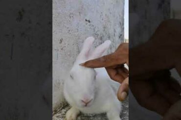 Cute bunny taking massage