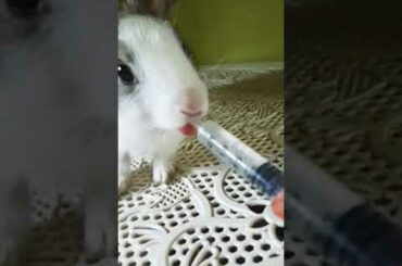my cute bunny drinking water through syringe.......