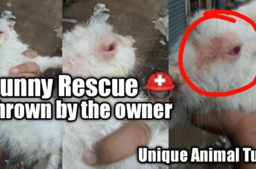 Bunny Rescue ⛑️// A baby "Rabbit" Thrown by Owner 😠😠 //Unique Animal Tube /Piyush Shukla