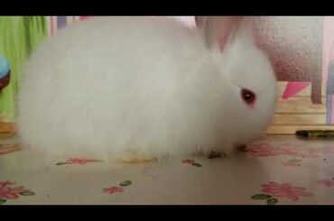 My Baby Bunnies in My Barbies House!!😆😆😆