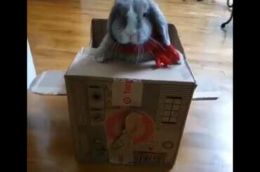 CUTEST BUNNY COMPILATION| BUNNY LOVERS MUST WATCH| FAIRIES OF HEAVEN| #BUNNY