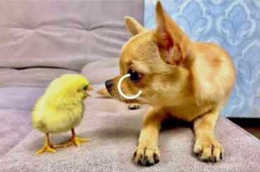 😝 Funny Dogs Meeting cute Baby Animals Compilation 😜